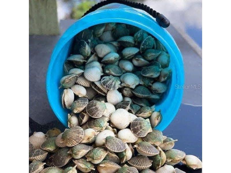 3314 Fernleaf Drive Hernando Beach FL 34607 TB8415551 image33