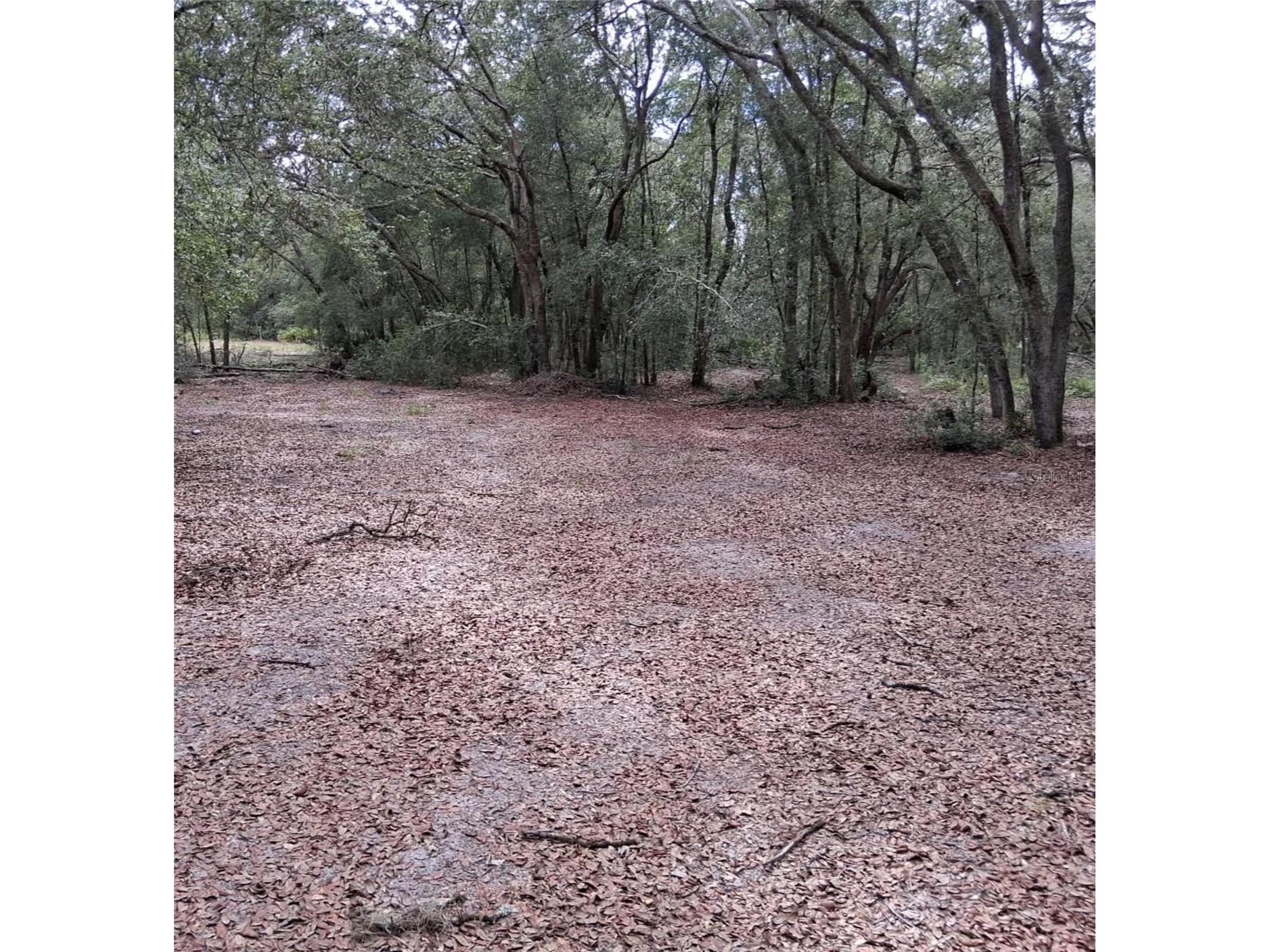 33174 Tombstone Street Webster FL 33597 O6370252 image1