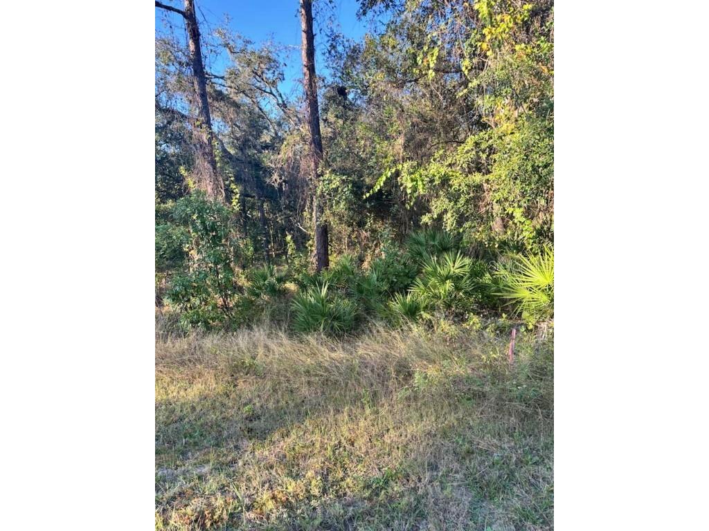 33193 Easter Drive Webster FL 33597 TB8442105 image3