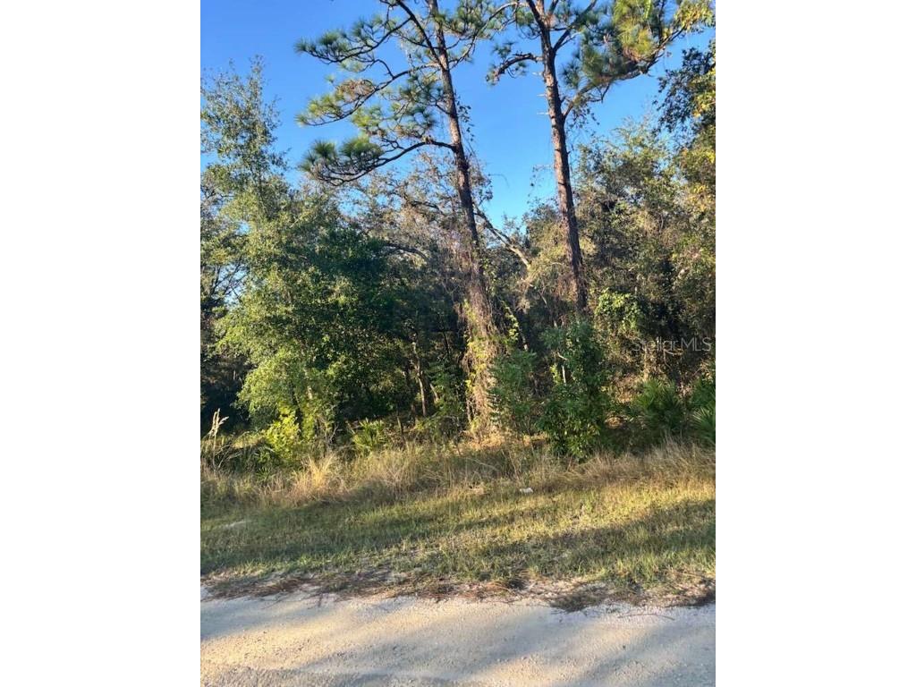 33193 Easter Drive Webster FL 33597 TB8442105 image4