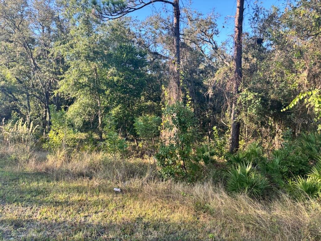 33193 Easter Drive Webster FL 33597 TB8442105 image5