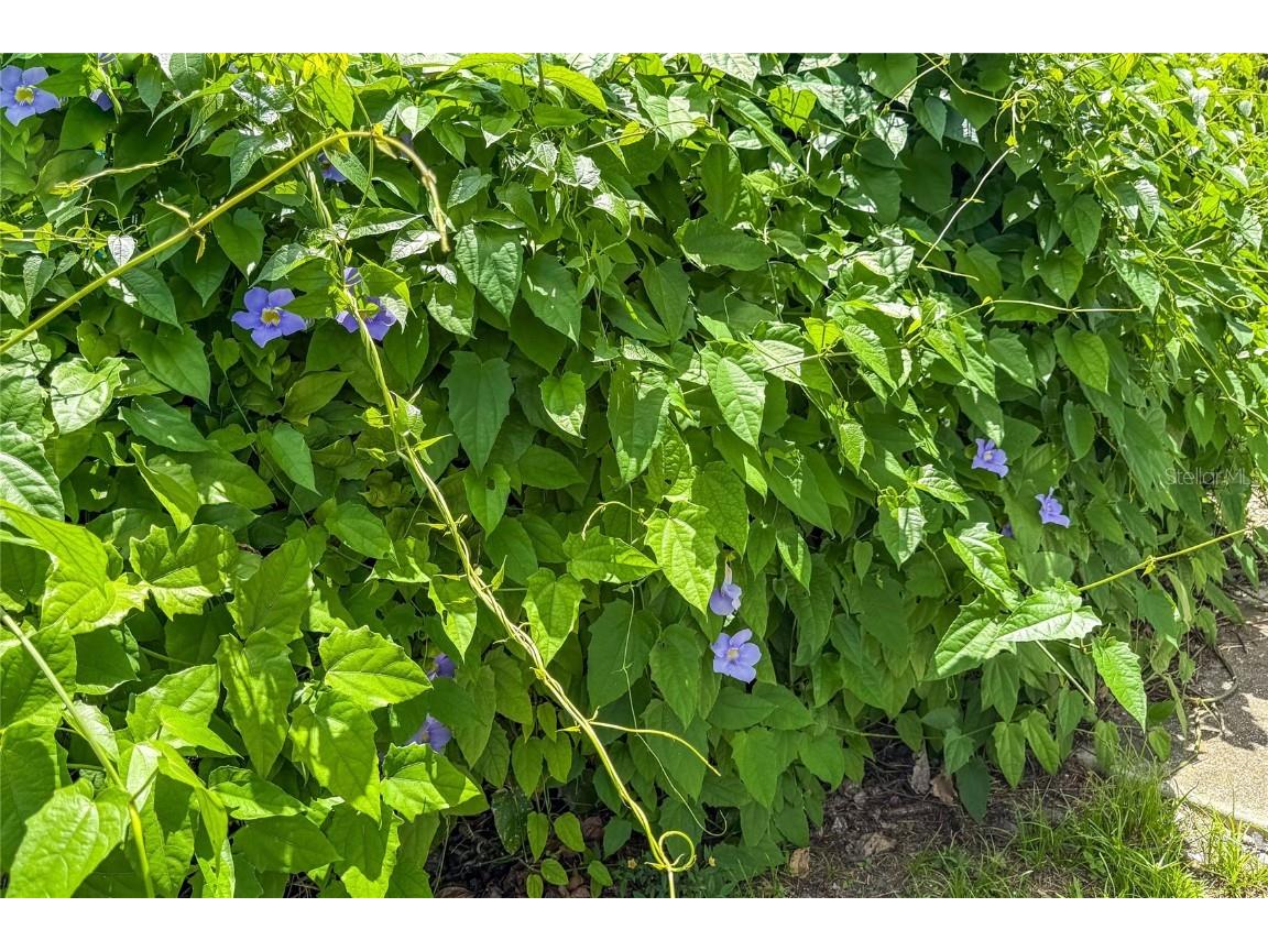 3339 Duar Terrace North Port FL 34291 A4655017 image10