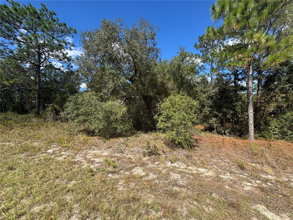 3341 W Wilhelm Street Citrus Springs FL 34433 TB8431326 image5