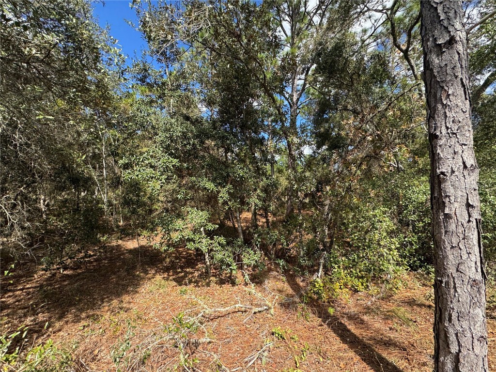 3341 W Wilhelm Street Citrus Springs FL 34433 TB8431326 image6