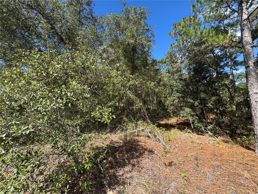 3341 W Wilhelm Street Citrus Springs FL 34433 TB8431326 image8