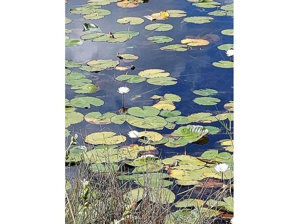 33455 Berryhill Drive Webster FL 33597 OM711010 image8