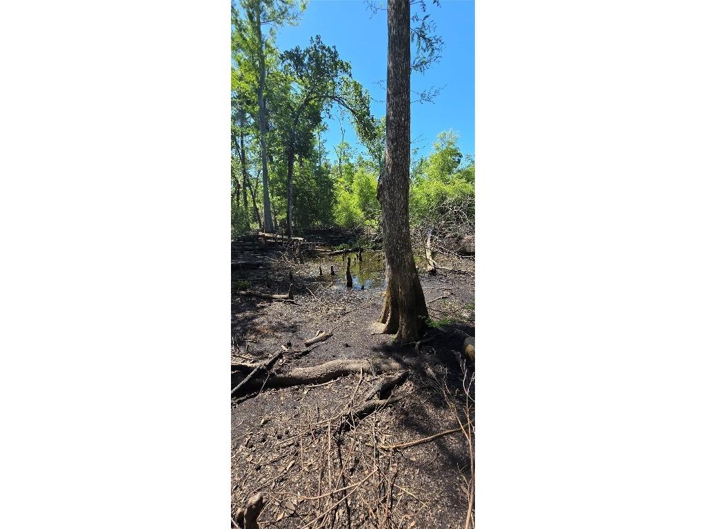 335 SE Yearling Road Mayo FL 32066 A4649055 image31