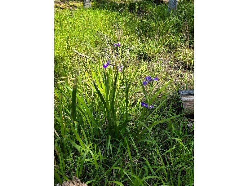 335 SE Yearling Road Mayo FL 32066 A4649055 image37