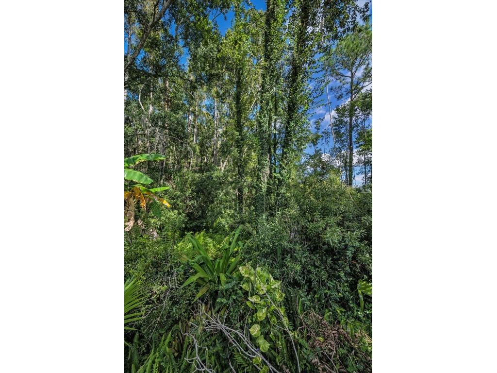 3351 Jadewood Circle Tarpon Springs FL 34688 TB8439353 image53