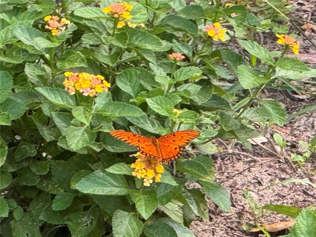 3367 S Oakdale Terrace Inverness FL 34452 TB8423205 image37