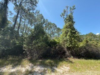 337 Palm Way Georgetown FL 32139 OK225444 image1
