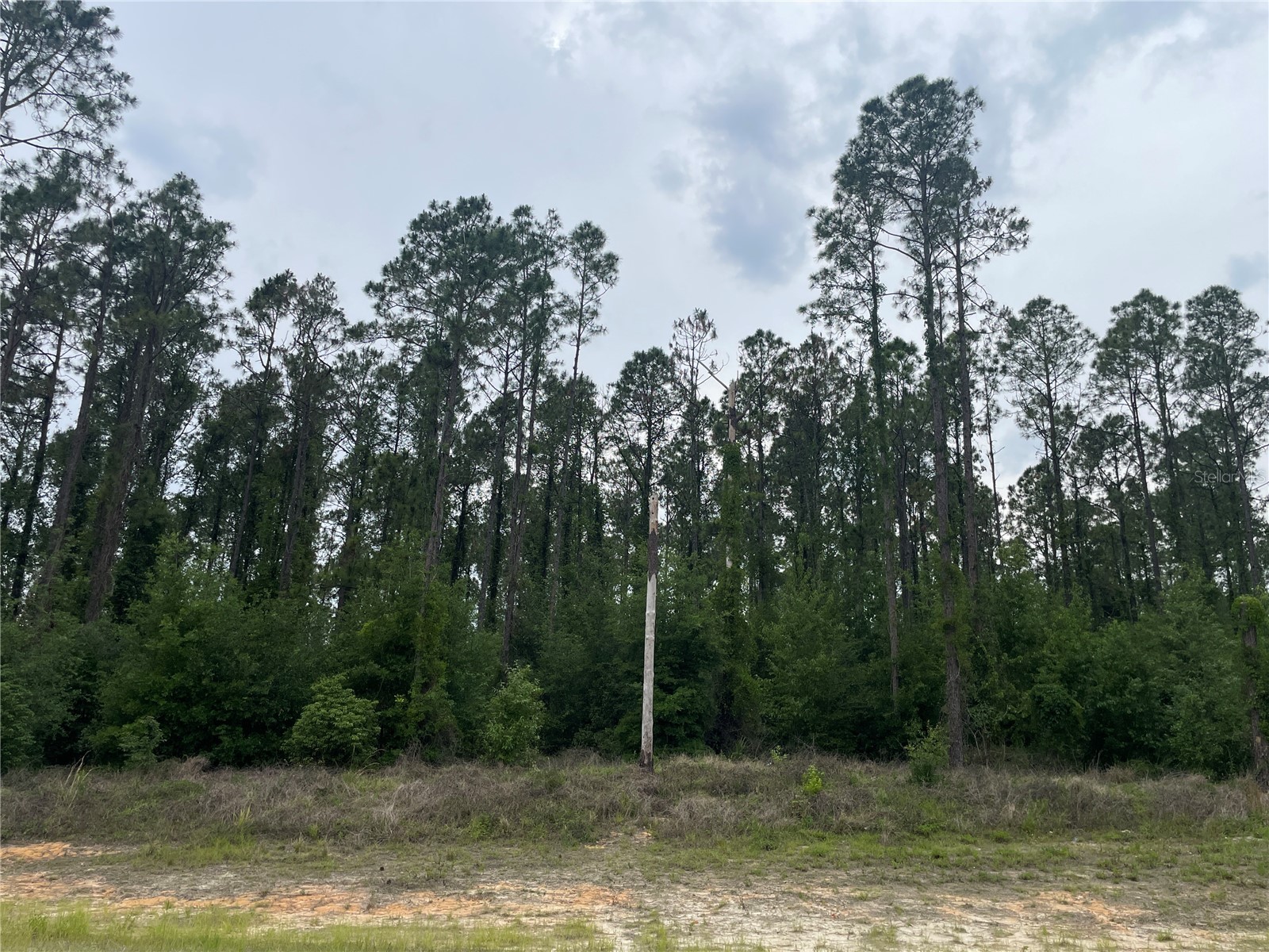 33740 Larkin Rd Dade City FL 33523 TB8502890 image27