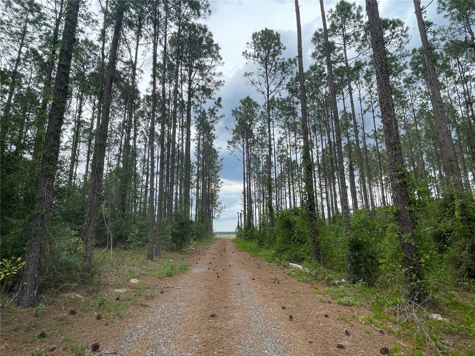 33740 Larkin Rd Dade City FL 33523 TB8502890 image28