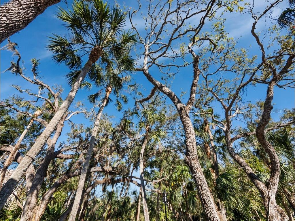 3376 S Seclusion Drive Sarasota FL 34239 - PHILLIPPI CREEK A4666149 image38