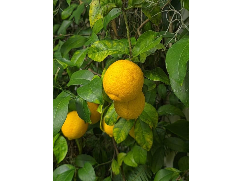 34041 Highland Road Leesburg FL 34788 G5104831 image33