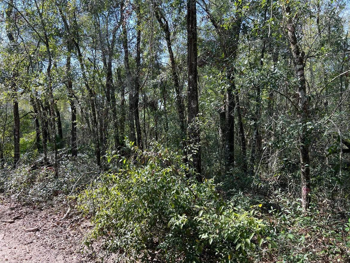 34085 Arrowrock Street Webster FL 33597 TB8478653 image6