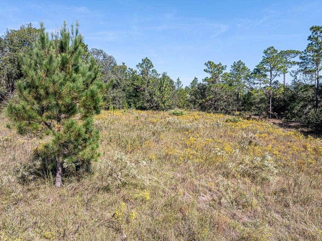 34095 Hyatt Rd Dade City FL 33523 - WITHLACOOCHEE RIVER O6355486 image10