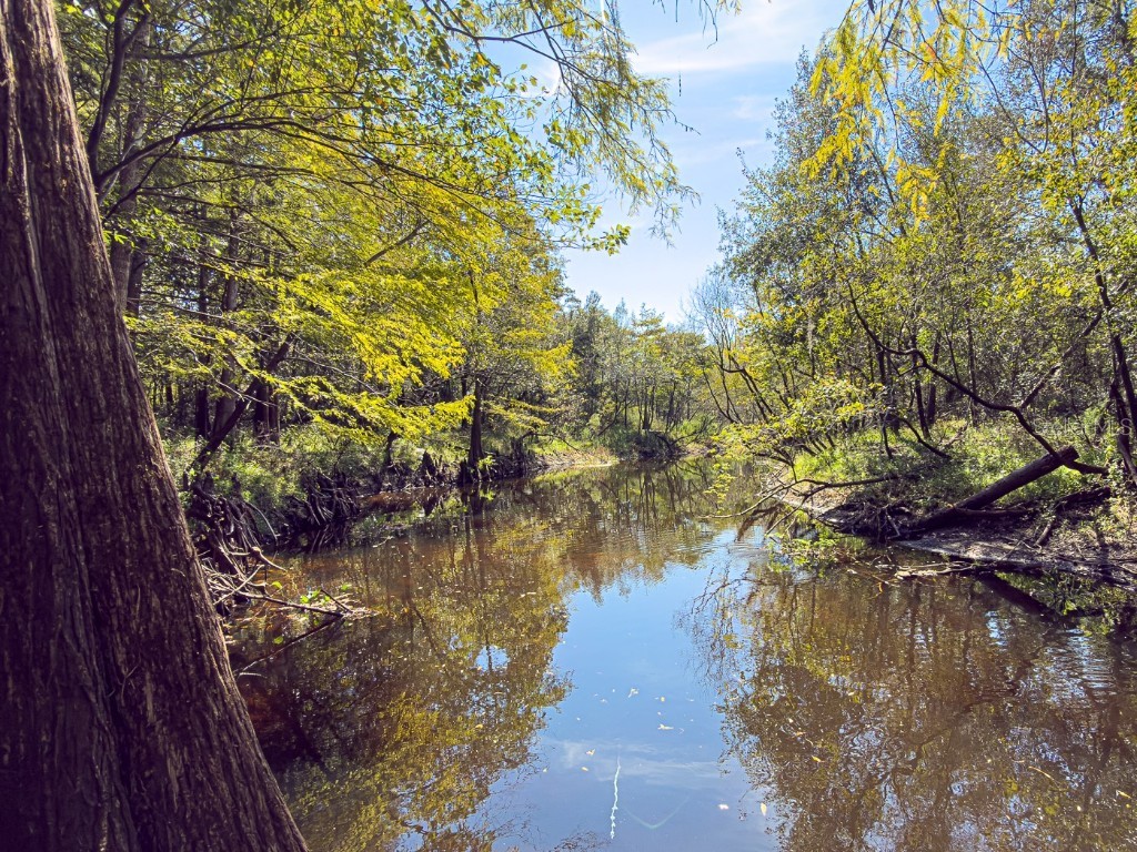 34095 Hyatt Rd Dade City FL 33523 - WITHLACOOCHEE RIVER O6355486 image19