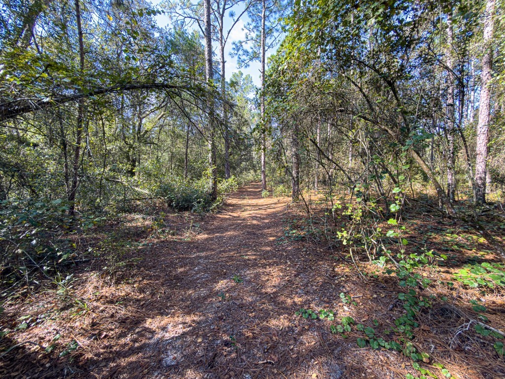 34095 Hyatt Rd Dade City FL 33523 - WITHLACOOCHEE RIVER O6355486 image22