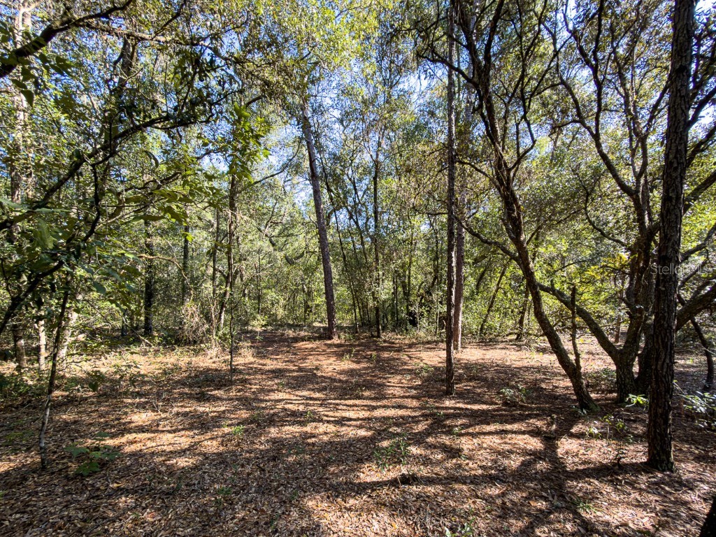 34095 Hyatt Rd Dade City FL 33523 - WITHLACOOCHEE RIVER O6355486 image24