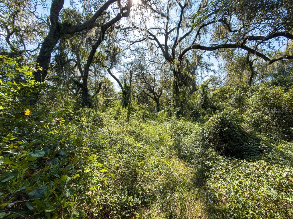 34095 Hyatt Rd Dade City FL 33523 - WITHLACOOCHEE RIVER O6355486 image28