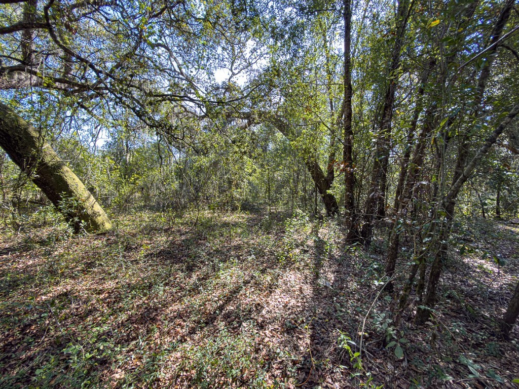 34095 Hyatt Rd Dade City FL 33523 - WITHLACOOCHEE RIVER O6355486 image30