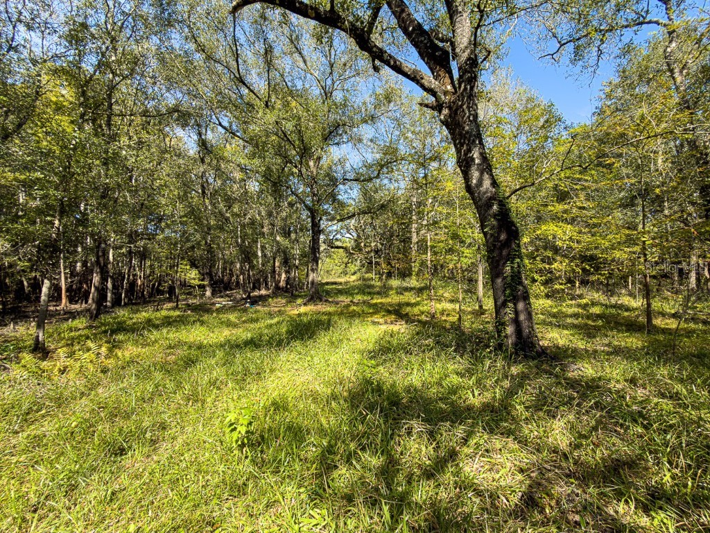 34095 Hyatt Rd Dade City FL 33523 - WITHLACOOCHEE RIVER O6355486 image34