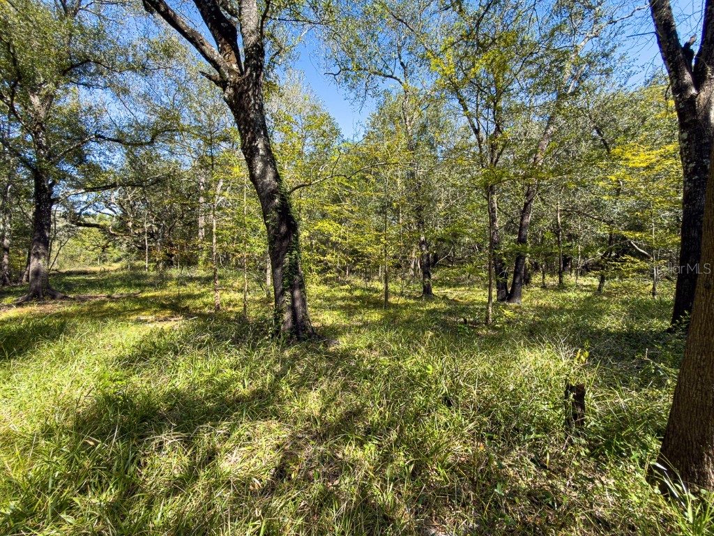 34095 Hyatt Rd Dade City FL 33523 - WITHLACOOCHEE RIVER O6355486 image35