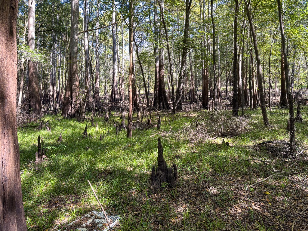 34095 Hyatt Rd Dade City FL 33523 - WITHLACOOCHEE RIVER O6355486 image36