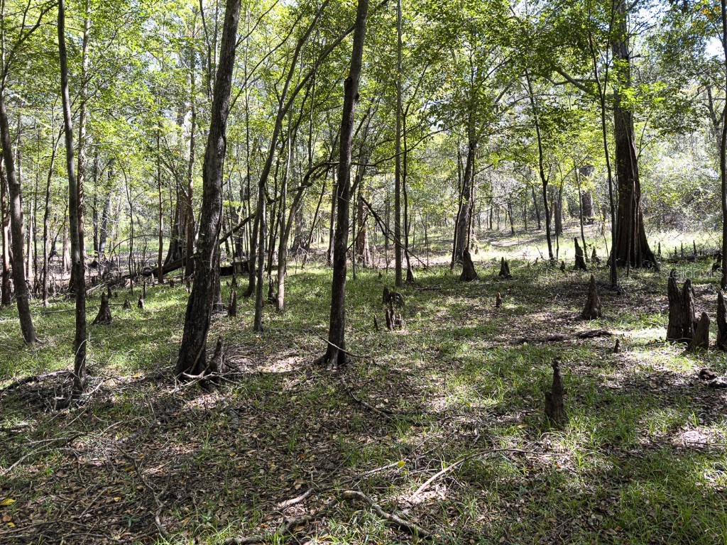 34095 Hyatt Rd Dade City FL 33523 - WITHLACOOCHEE RIVER O6355486 image37