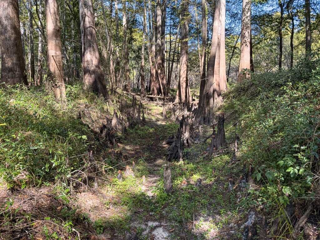 34095 Hyatt Rd Dade City FL 33523 - WITHLACOOCHEE RIVER O6355486 image38