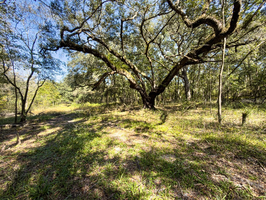 34095 Hyatt Rd Dade City FL 33523 - WITHLACOOCHEE RIVER O6355486 image39