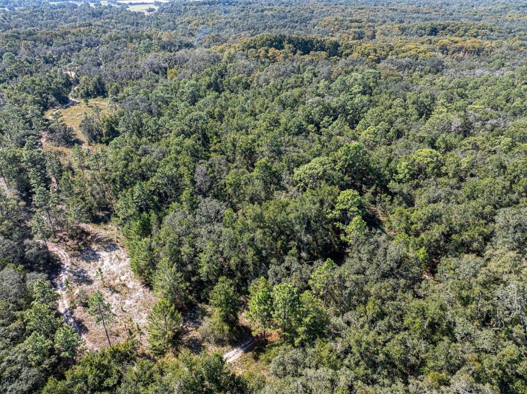 34095 Hyatt Rd Dade City FL 33523 - WITHLACOOCHEE RIVER O6355486 image8