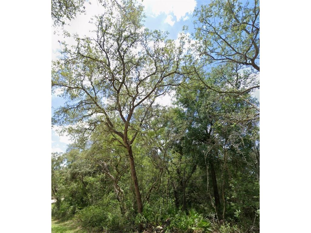 34245 Berryhill Drive Webster FL 33597 G5100912 image5