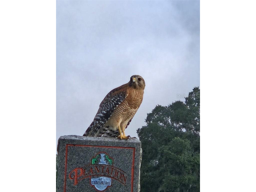 3425 Mount Hope Loop Leesburg FL 34748 G5105235 image95