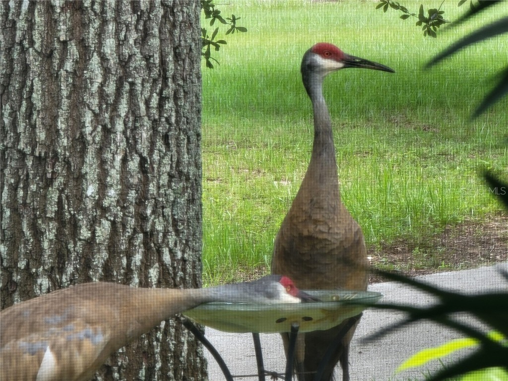 3425 Mount Hope Loop Leesburg FL 34748 G5105235 image96