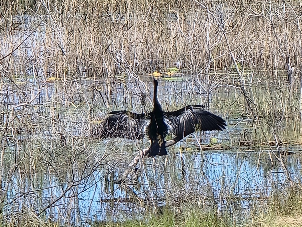 3425 Mount Hope Loop Leesburg FL 34748 G5105235 image97