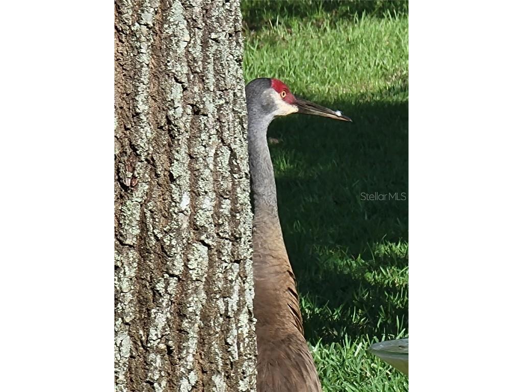 3425 Mount Hope Loop Leesburg FL 34748 G5105235 image98