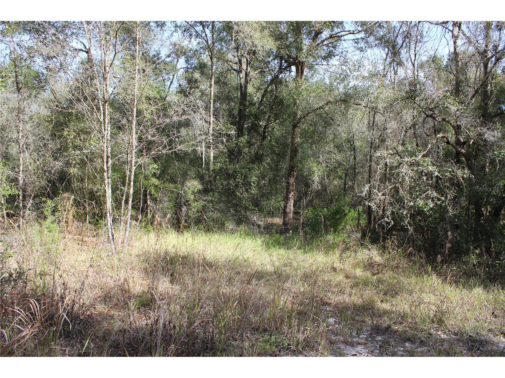 34273 Belt Drive Dade City FL 33523 W7881851 image2