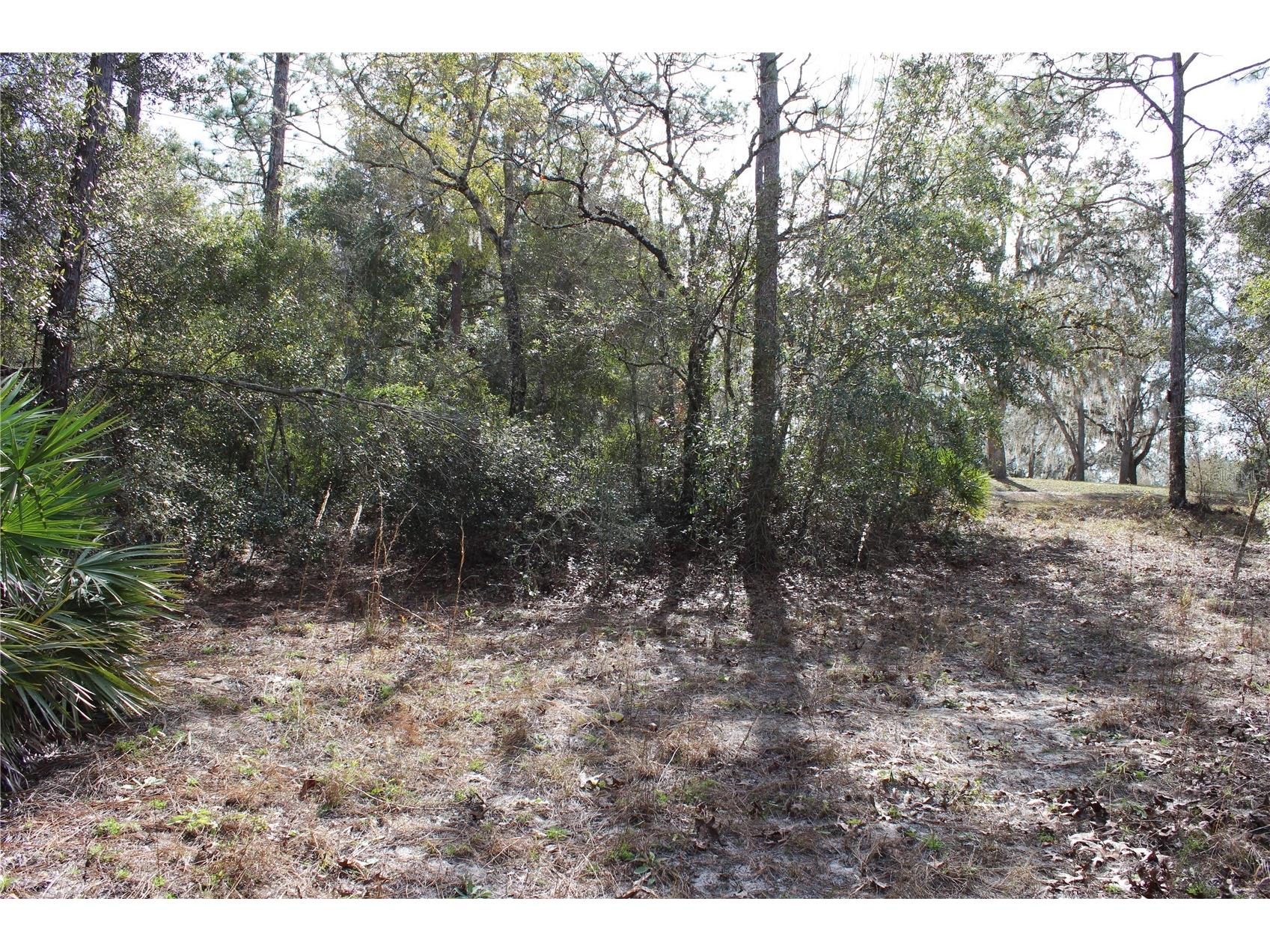 34273 Belt Drive Dade City FL 33523 W7881851 image3