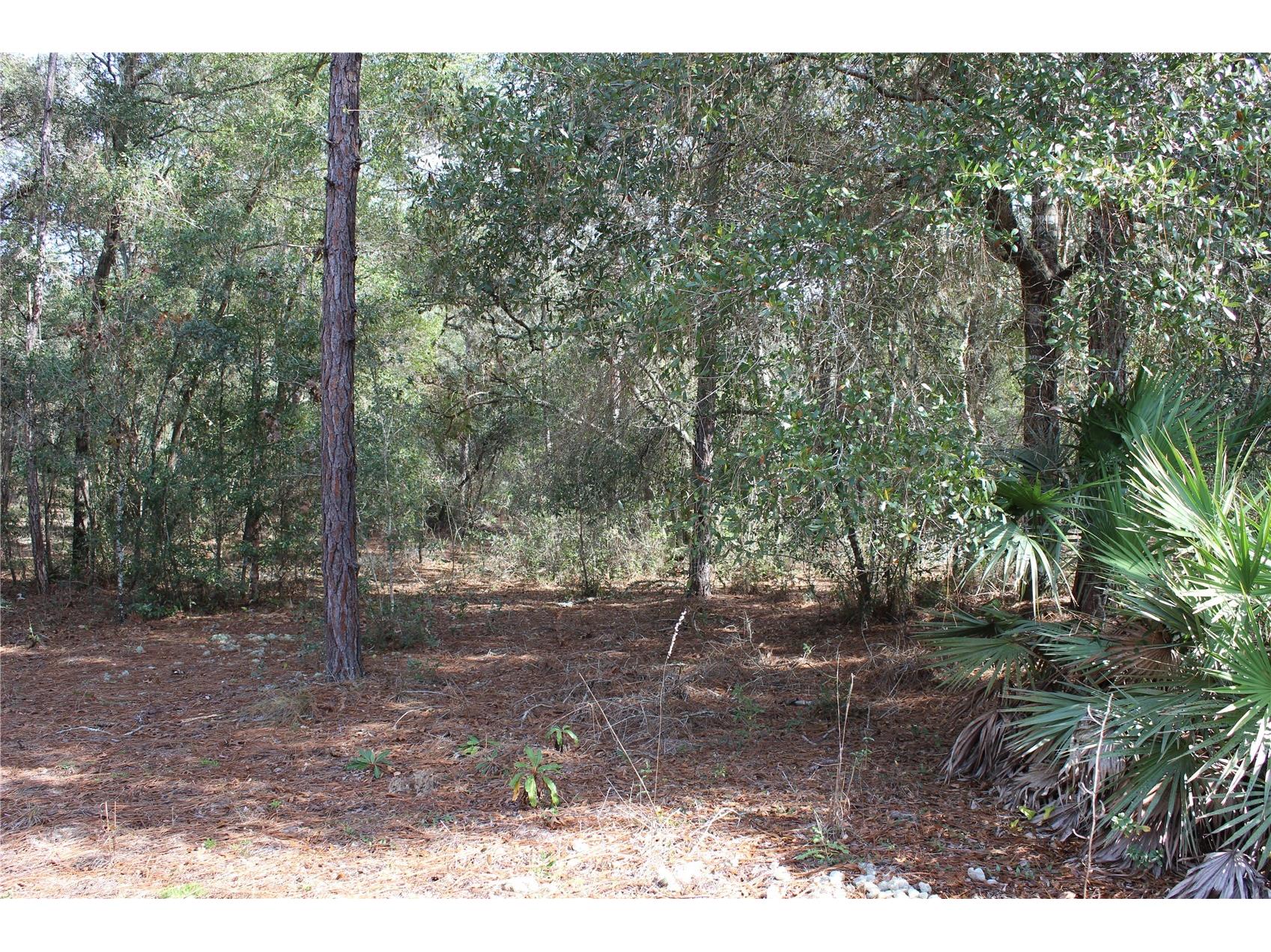 34273 Belt Drive Dade City FL 33523 W7881851 image4