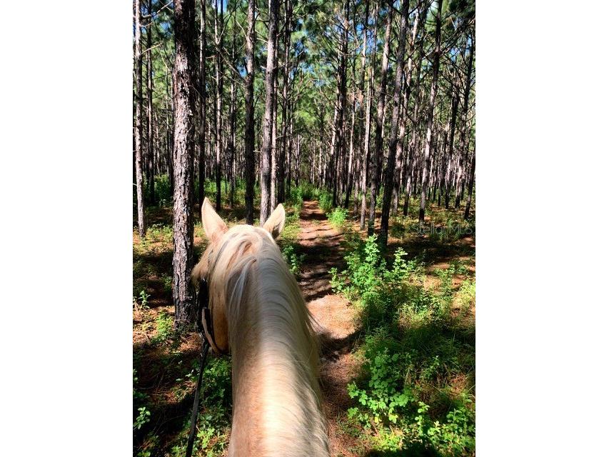 3428 N Bravo Drive Beverly Hills FL 34465 OM716170 image80