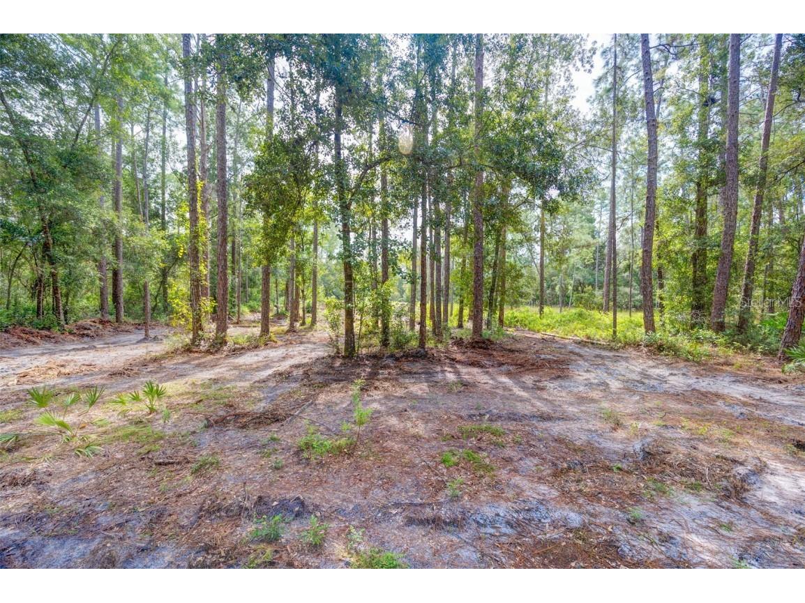 34389 Grindstone Drive Webster FL 33597 TB8426691 image2
