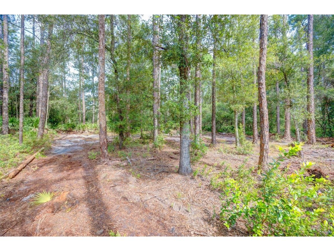 34389 Grindstone Drive Webster FL 33597 TB8426691 image3