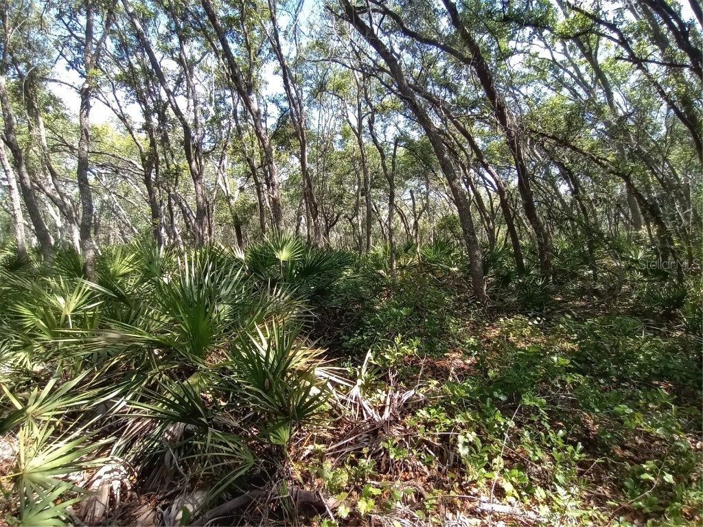 34457 Primrose Lane Webster FL 33597 G5096301 image1