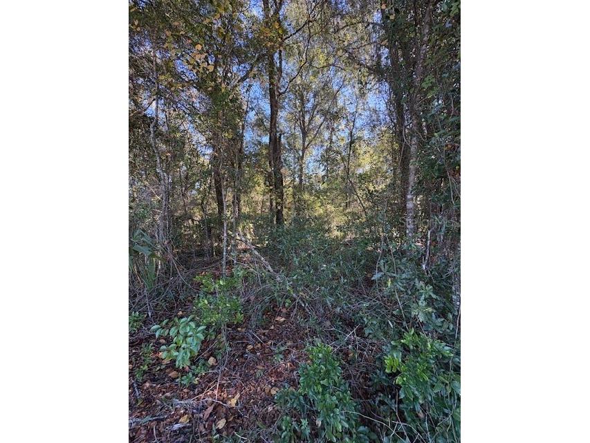 345 S Ridgewood Avenue Deland FL 32720 V4946291 image5