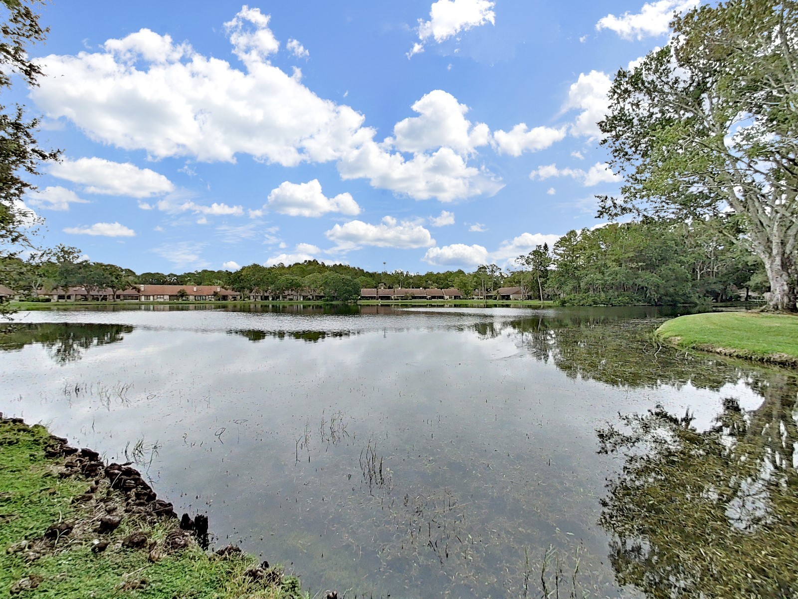 3451 Mermoor Drive Palm Harbor FL 34685 TB8473799 image10