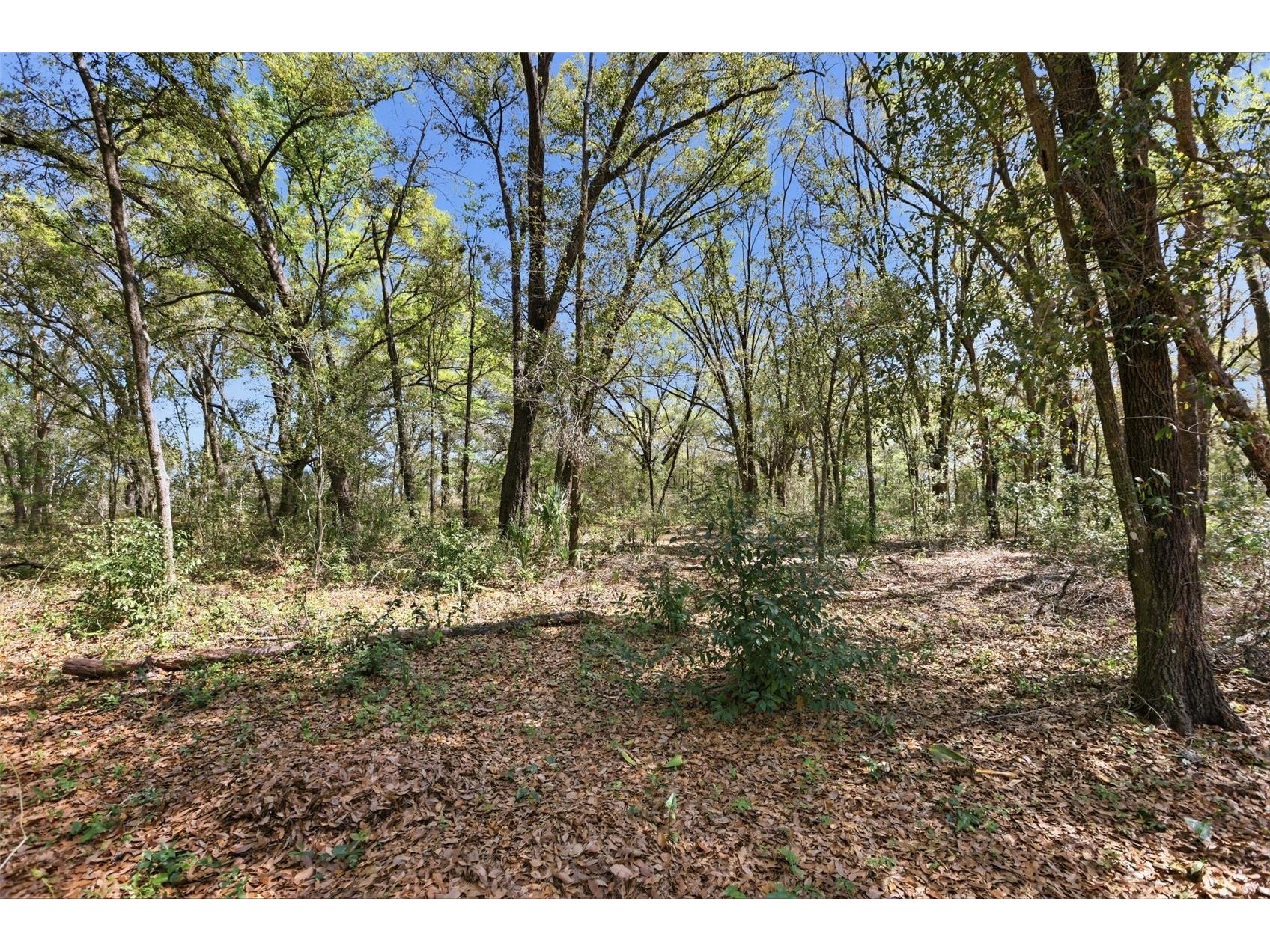 34534 Salerno Circle Sorrento FL 32776 O6391166 image34