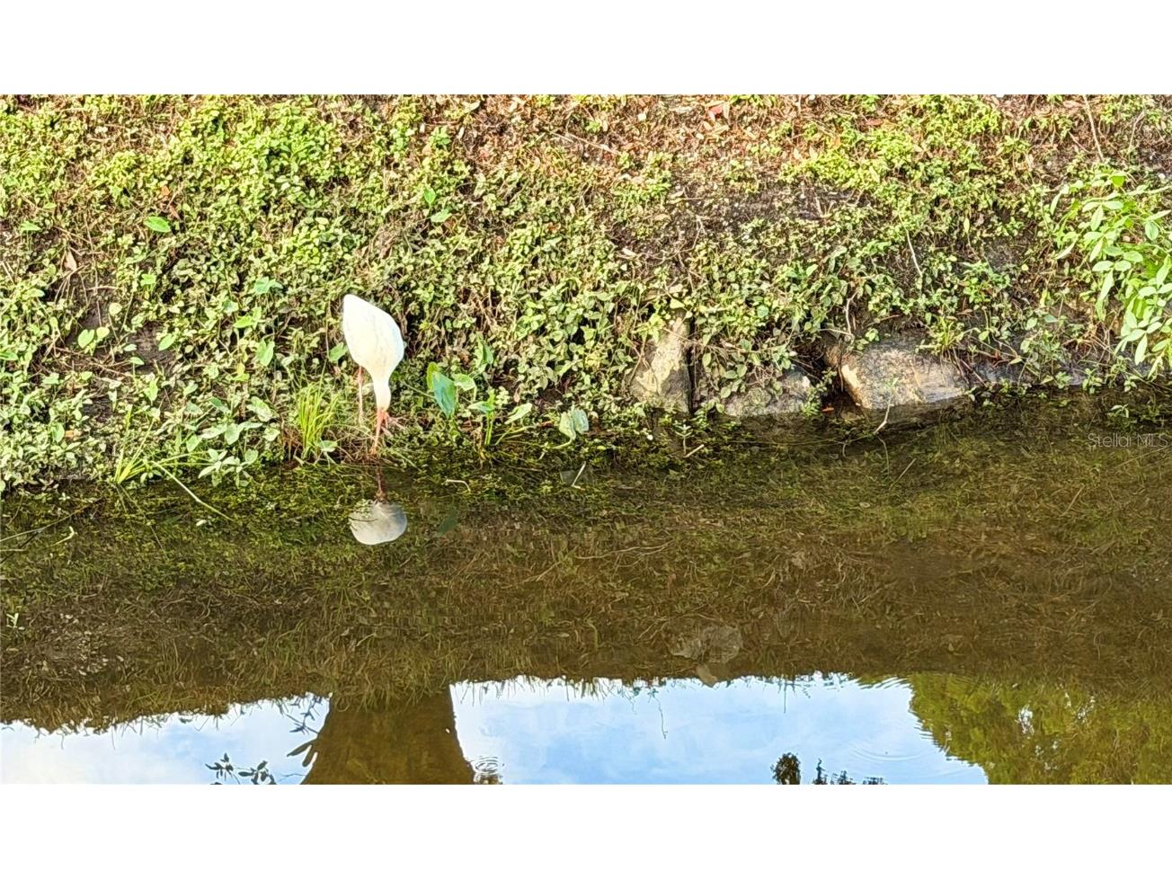 34579 Gardenia Drive N Pinellas Park FL 33781 TB8454852 image35