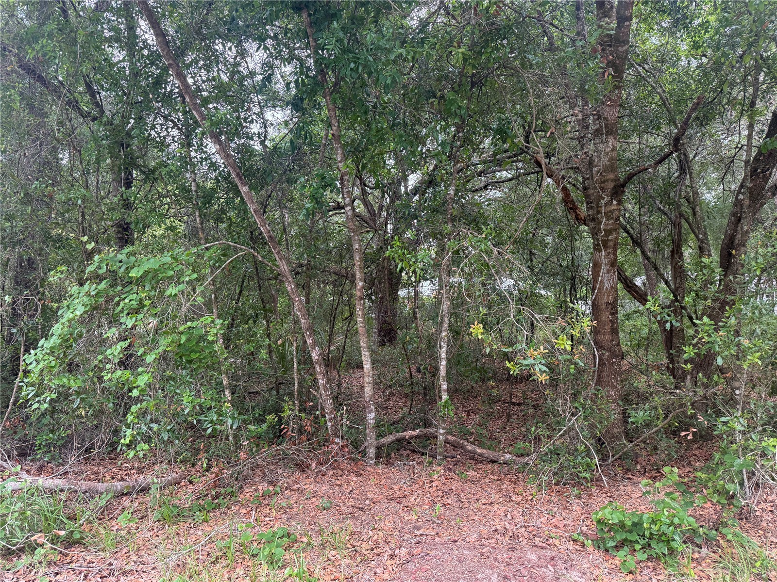 3462 E Michael Street Inverness FL 34453 GC540300 image5